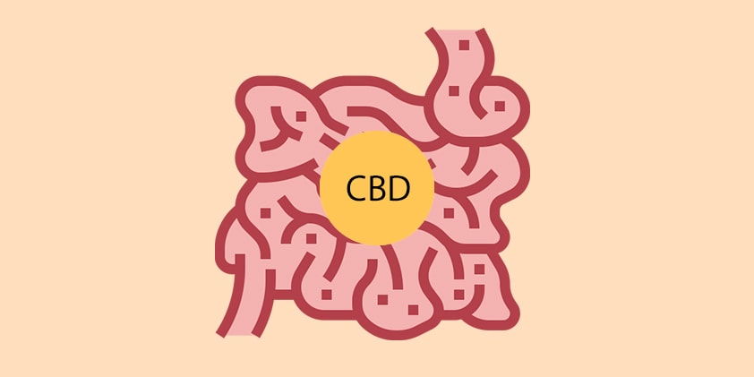  CBD Oil and Intestinal Health