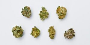 Strains of CBD