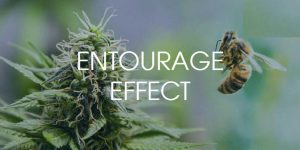 Entourage Effect