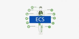 endocannabinoid system (ECS)