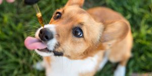 CBD for pets