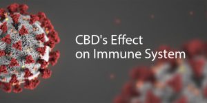 CBD effect on Immune system