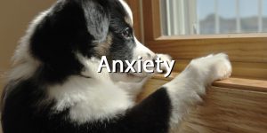 Pets anxiety