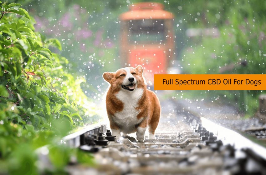  Full Spectrum CBD Oil For Dogs