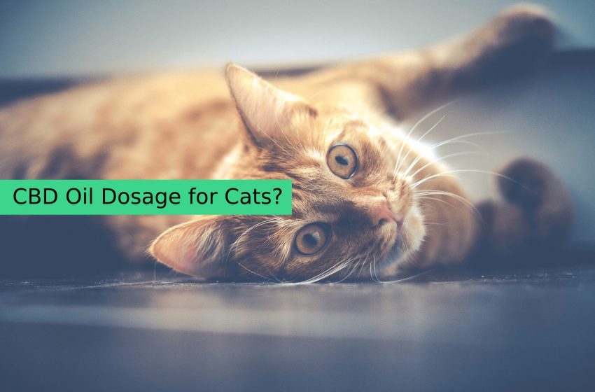  Dosage Of CBD Oil For Cats