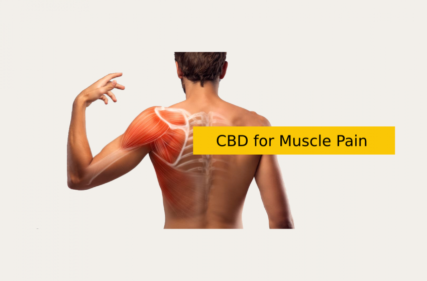  CBD for Muscle Pain