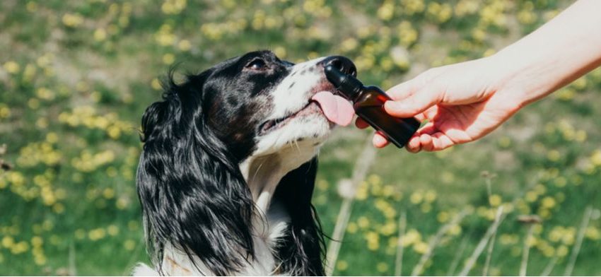  Is It Safe To Give Your Pet CBD Oil Products Designed for Use by Humans?