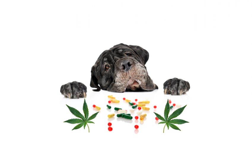  Can I give my dog CBD while giving other medications?