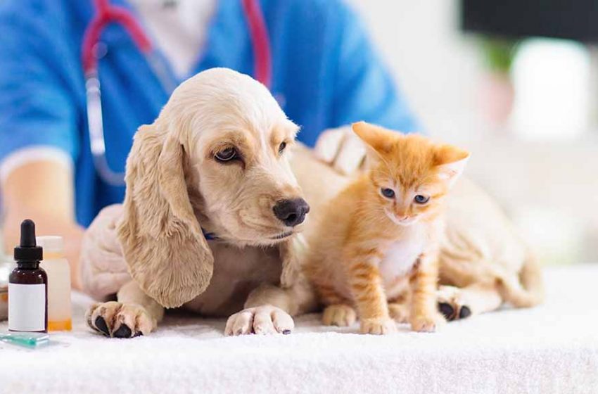  Can Your Vet Recommend or Prescribe CBD for Your Pet?
