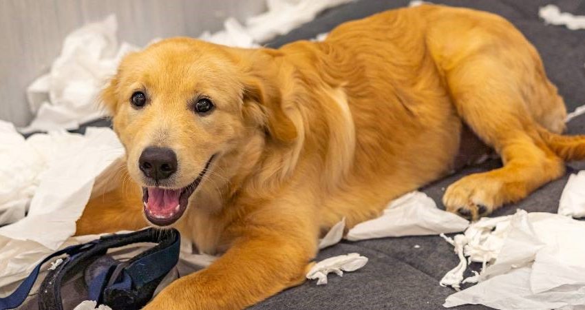  Treating Separation Anxiety in Dogs With CBD
