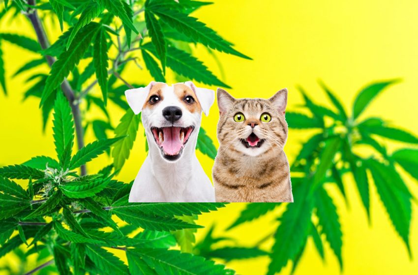  What Are the Side Effects of CBD Oil For Pets?