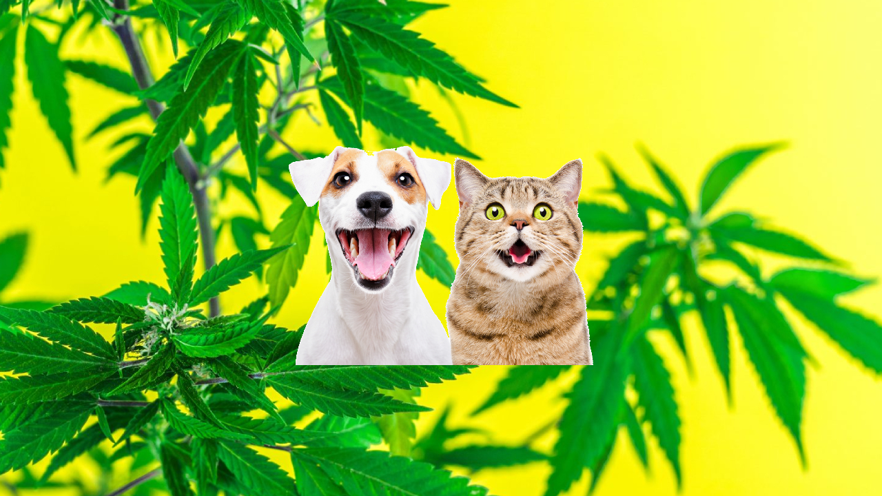 What Are the Side Effects of CBD Oil For Pets? (lead image)