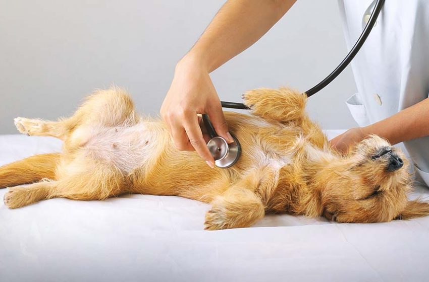  Exploring CBD Cardiovascular Benefits for Your Dog’s Health