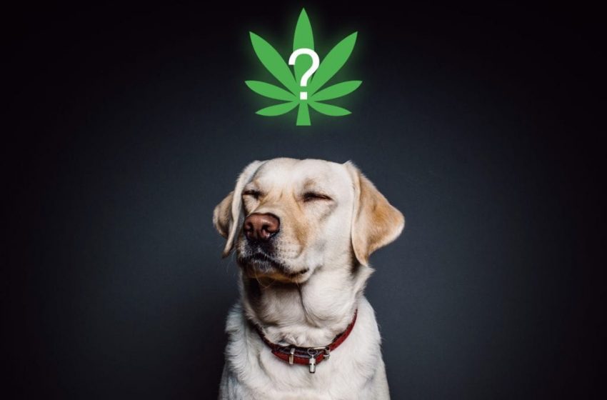  Why Didn’t CBD Calm Your Pet?