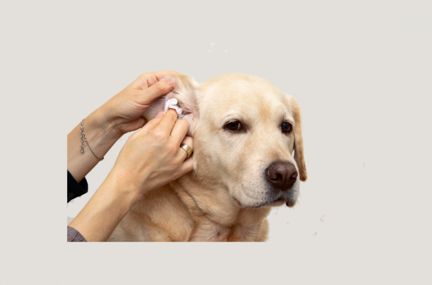  A Look at How CBD Oil Helps With Ear Infections in Dogs