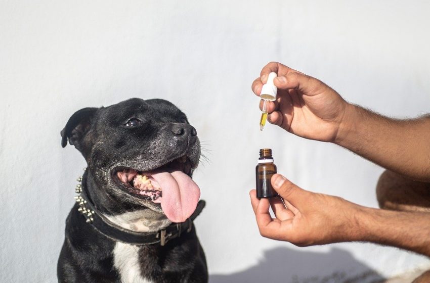  How to Choose CBD Oil for Your Dog