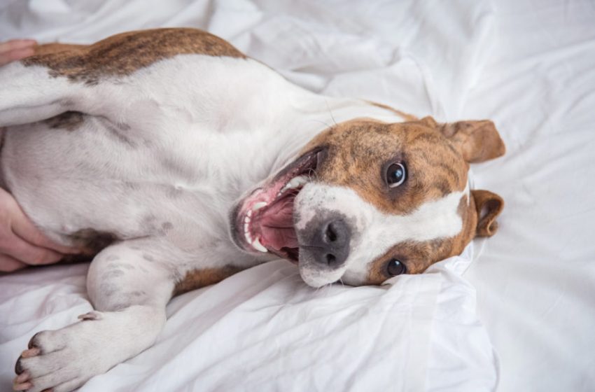  CBD Oil May Be a Solution for Your Hyperactive Dog