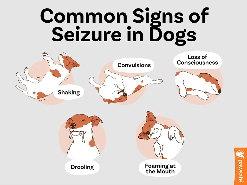 Common Signs of Seizure in Dogs