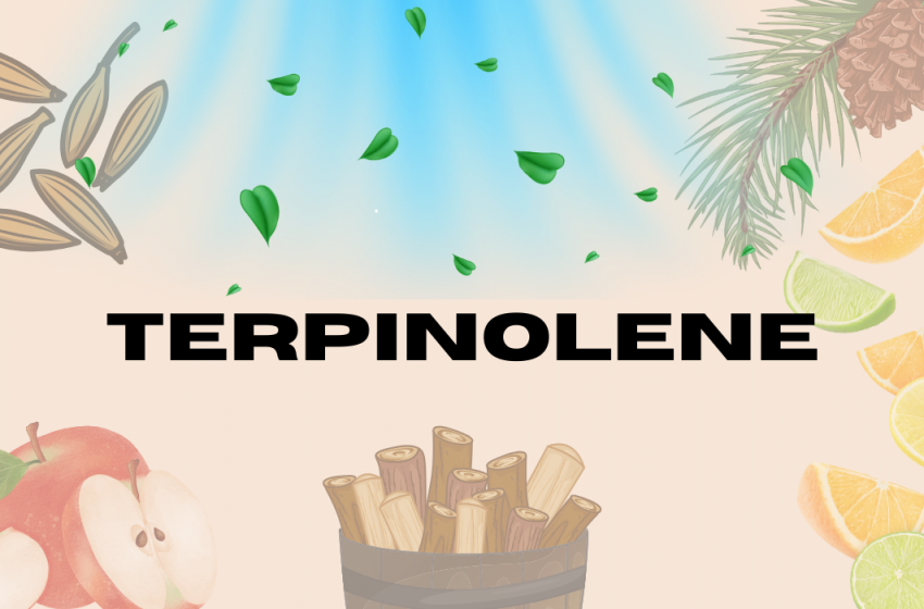  Terpinolene Terpene Effects