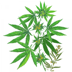 cannabis plant image