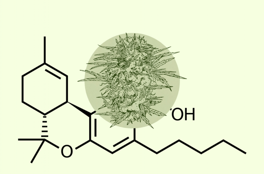  THCA Flower: 7 Essential Facts Every Cannabis Enthusiast Should Know