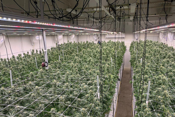 thca flower plantation