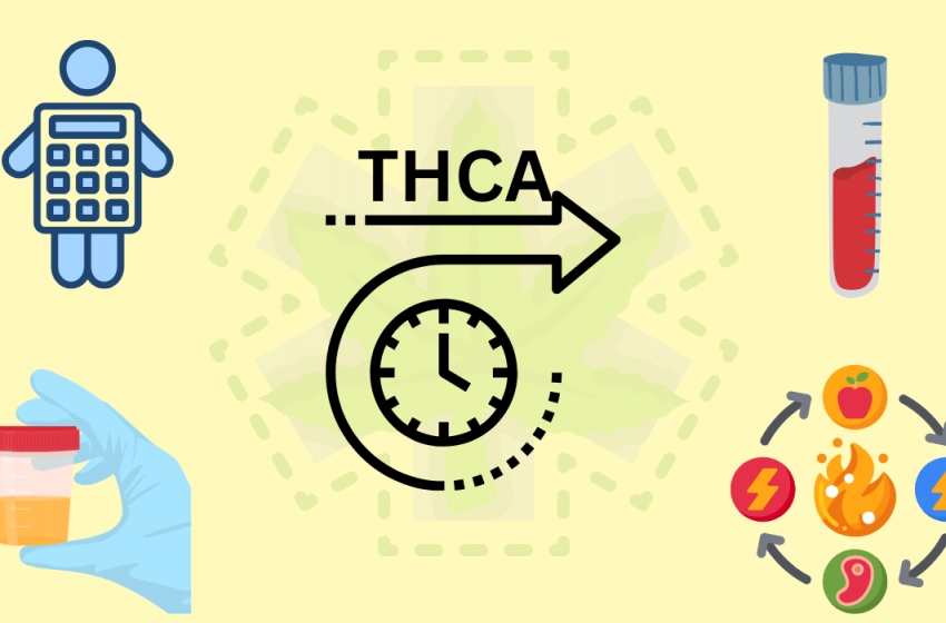  5 Crucial Facts About How Long Does THCA Stay in Your System