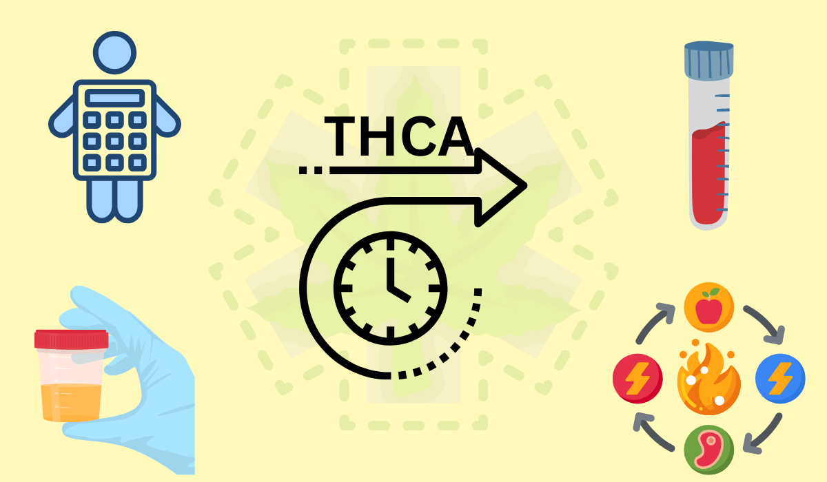 How Long Does THCA Stay in Your System