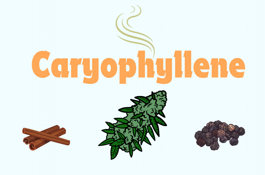  Caryophyllene: Nature’s Spicy Sesquiterpene Powerhouse