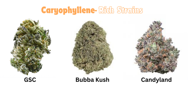 Caryophyllene-Rich Strains