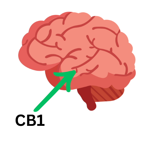 cb1 receptors