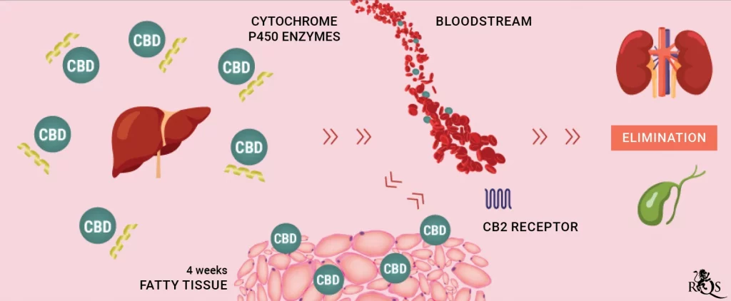 illustration showing how CBD interacts with liver enzymes (Cytochrome P450) and affects the metabolism of medications