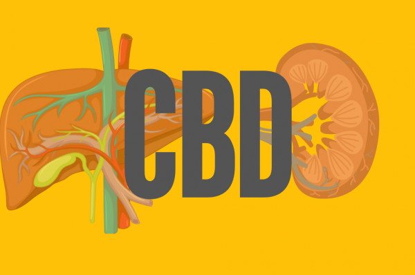 Does CBD affect kidney and liver