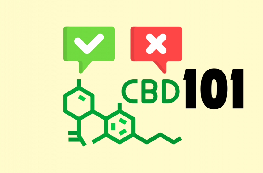  CBD 101: Benefits and Potential Side Effects