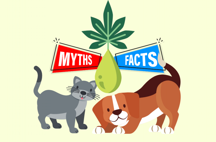  CBD for Pets: Myths vs. Facts – What Every Pet Owner Needs to Know!